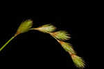 Broom sedge